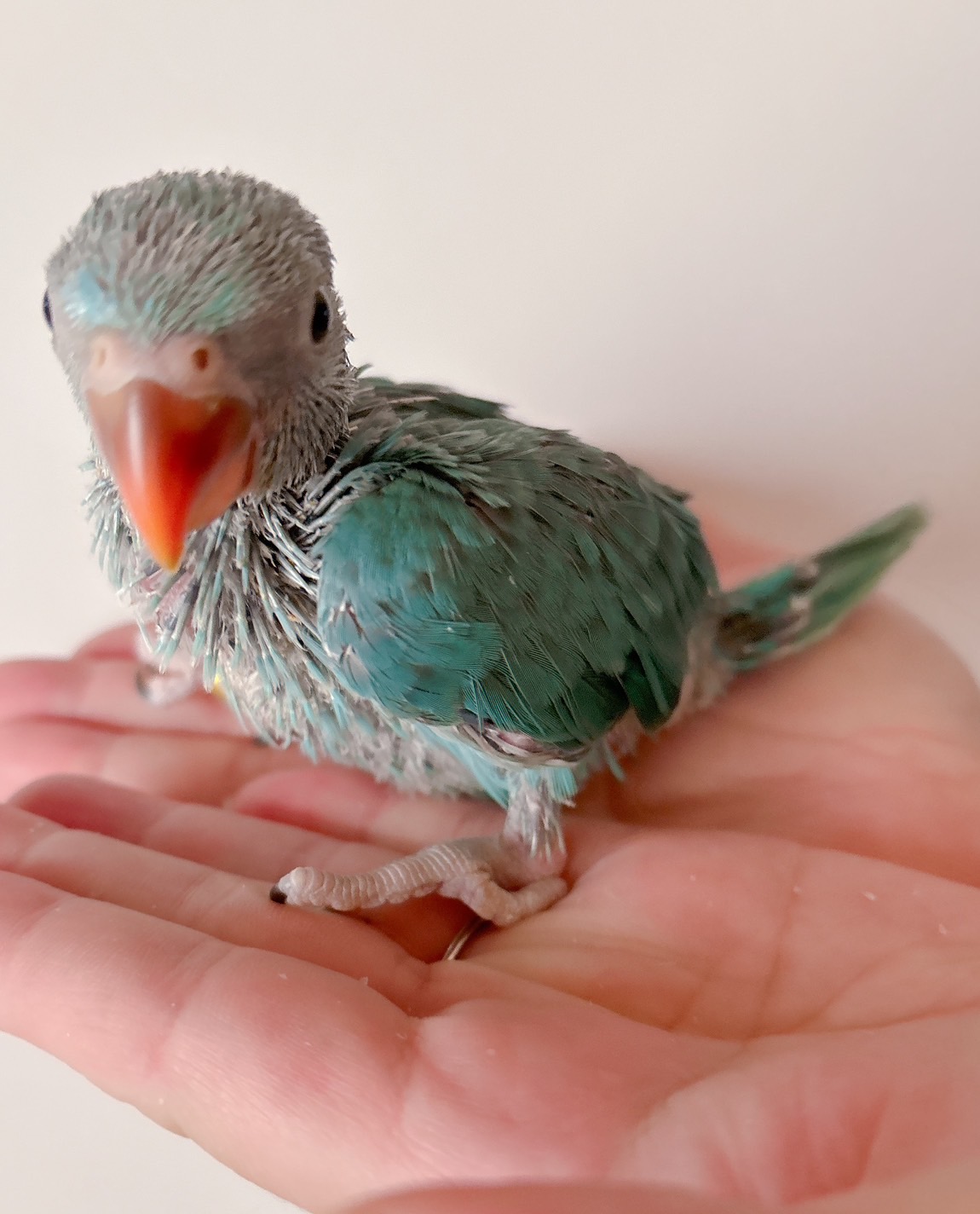 ワカケホンセイインコブルー | happybird-ハッピーバード｜山口県で