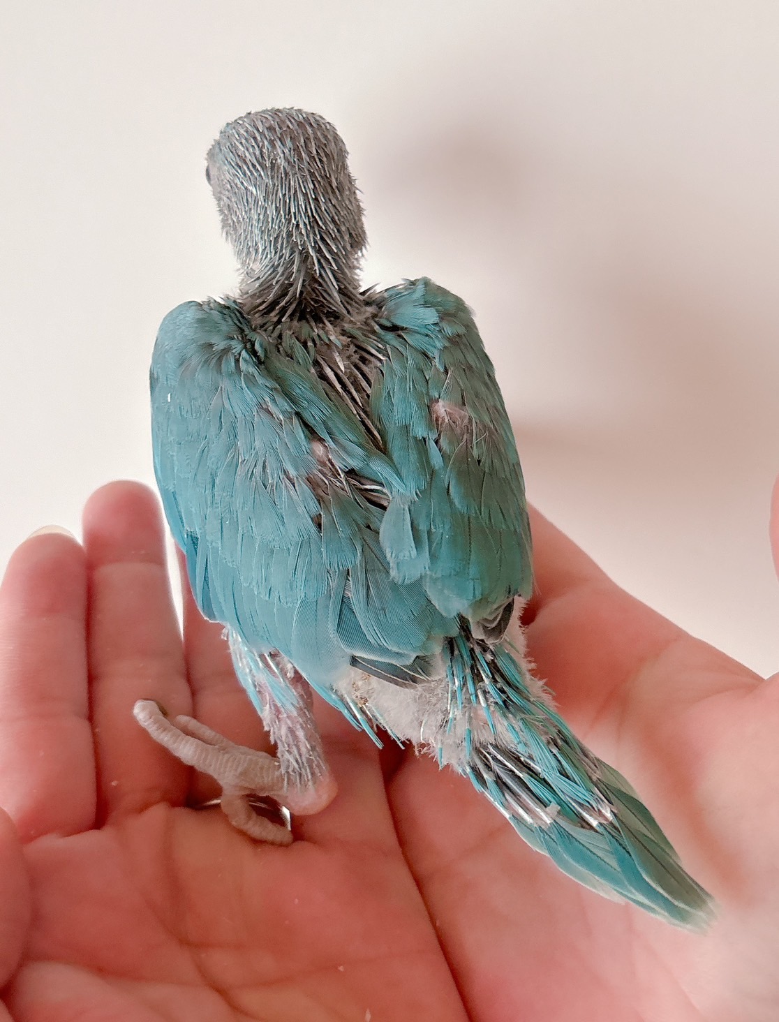 ワカケホンセイインコブルー | happybird-ハッピーバード｜山口県で