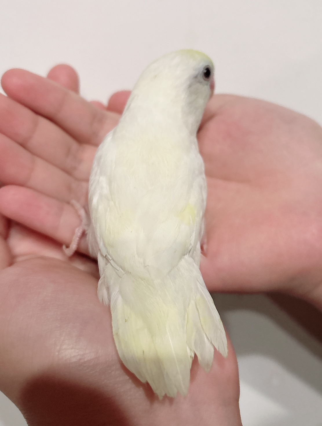 マメルリハインコ 希少！ターコイズパステル | happybird-ハッピー