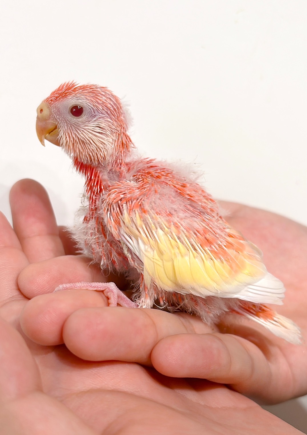 アキクサインコ ルビノー | happybird-ハッピーバード｜山口県で