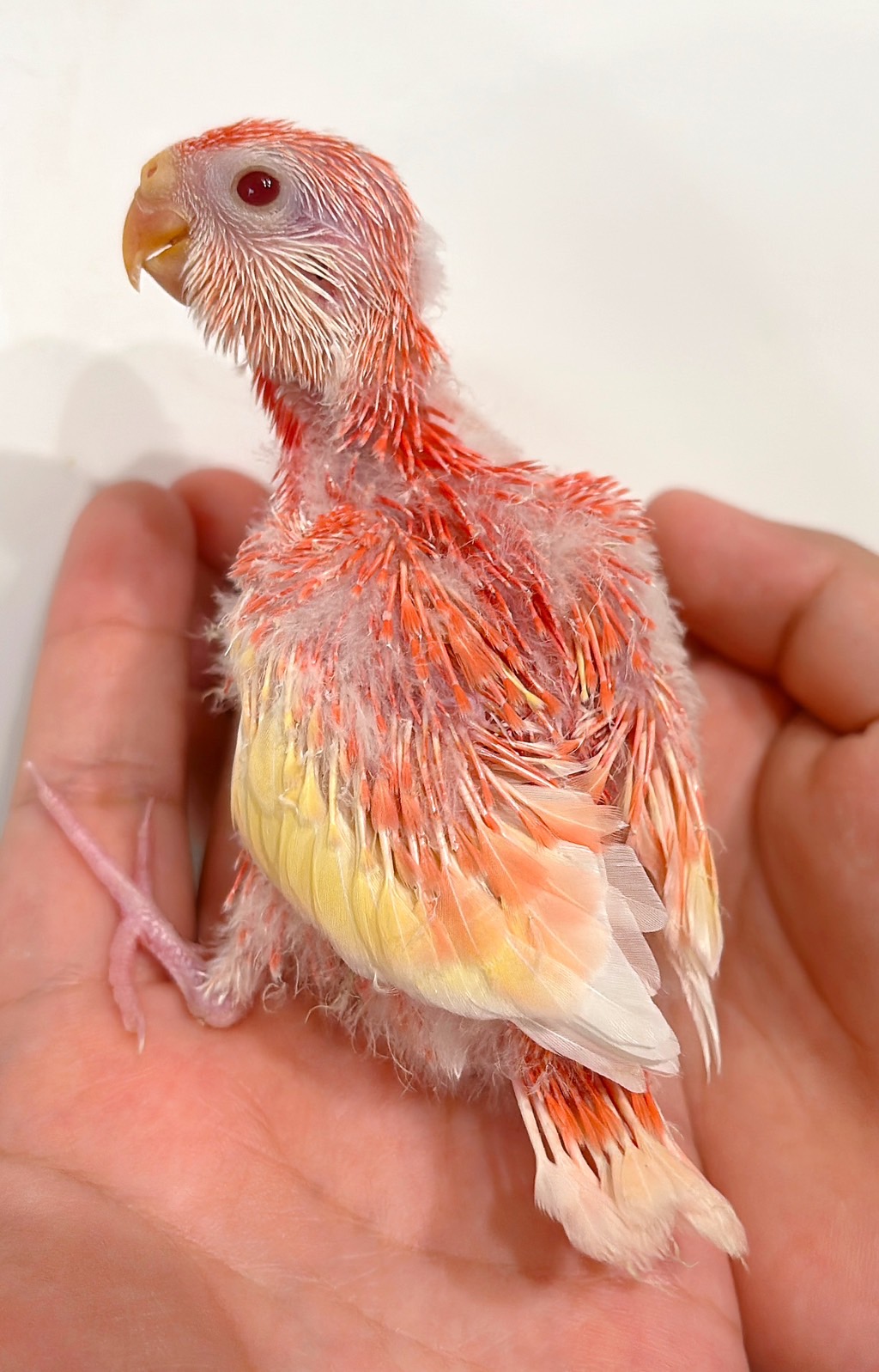 シロハラインコ　アキクサインコ（ルビノー）他 シロハラインコ アキクサインコ（ルビノー）他