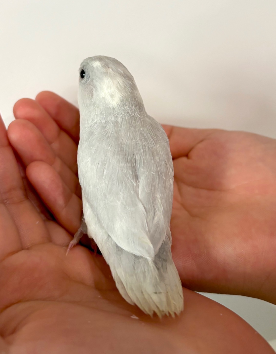 最新画像更新🪄もうすぐひとり餌‪☆】これから広がる未来に‬