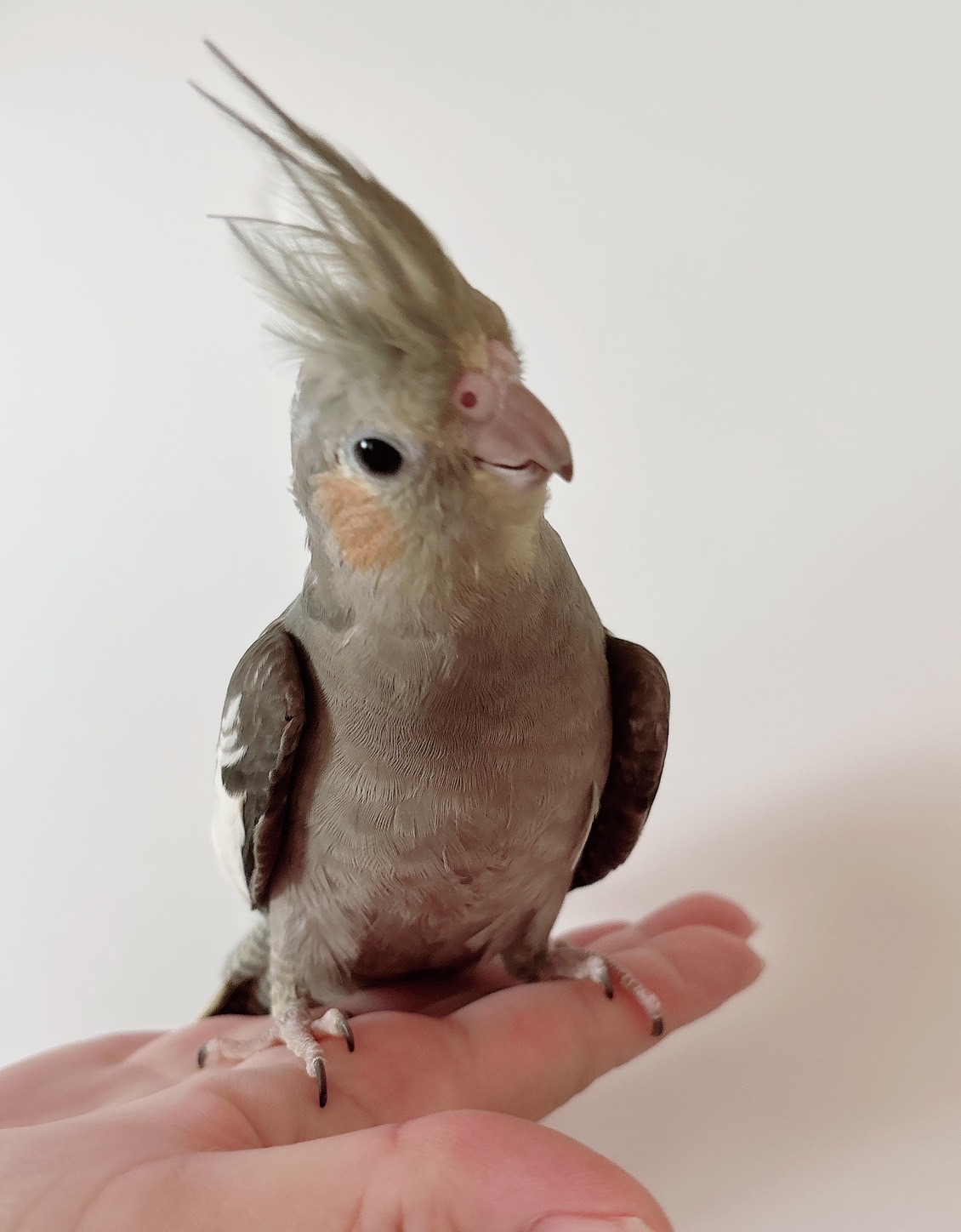 オカメインコ | happybird-ハッピーバード｜山口県で小鳥をお迎えするなら小型インコ・中型インコなどの小鳥専門店【Happy  Bird】へご相談ください