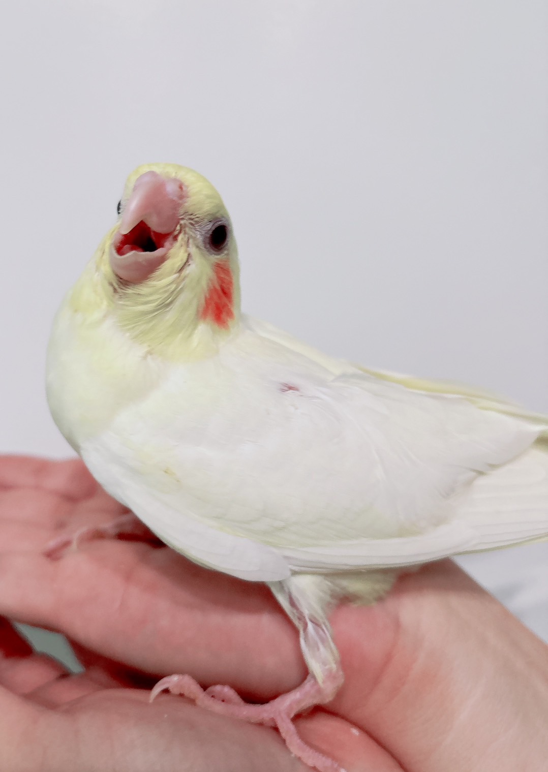 オカメインコ ルチノー③ | happybird-ハッピーバード｜山口県で小鳥を