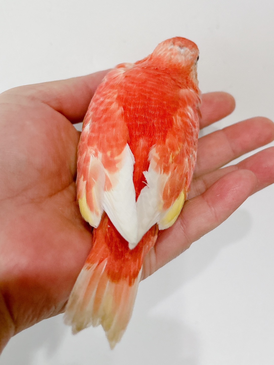 アキクサインコ ルビノー（スーパーレッド） | happybird
