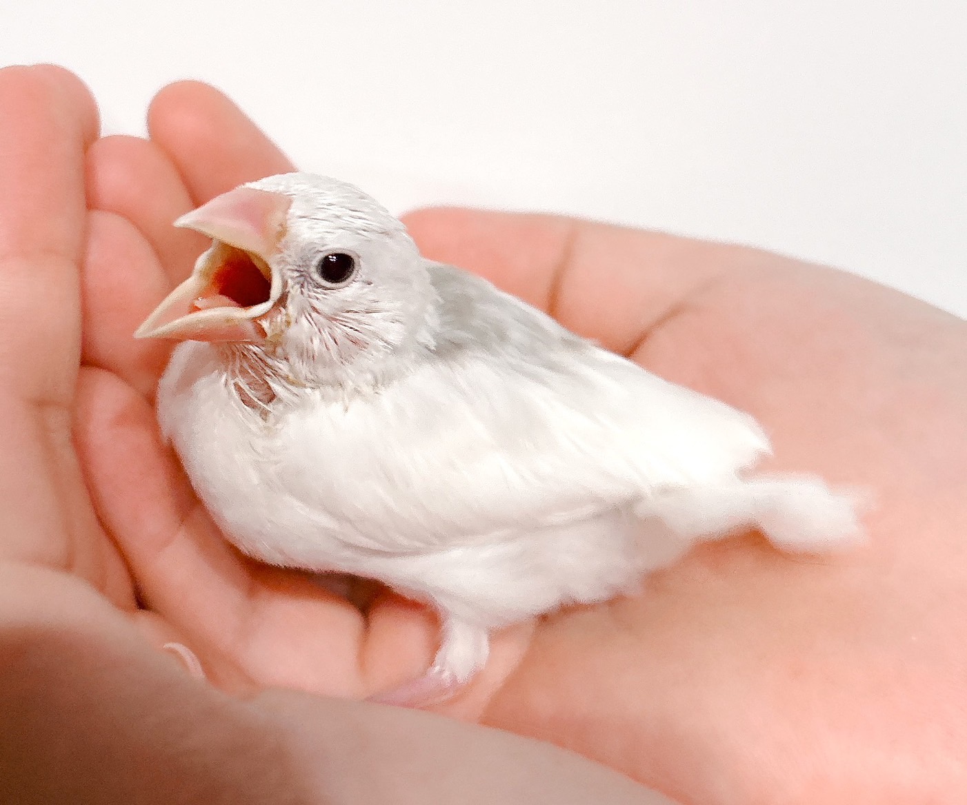 白文鳥 | happybird-ハッピーバード｜山口県で小鳥をお迎えするなら