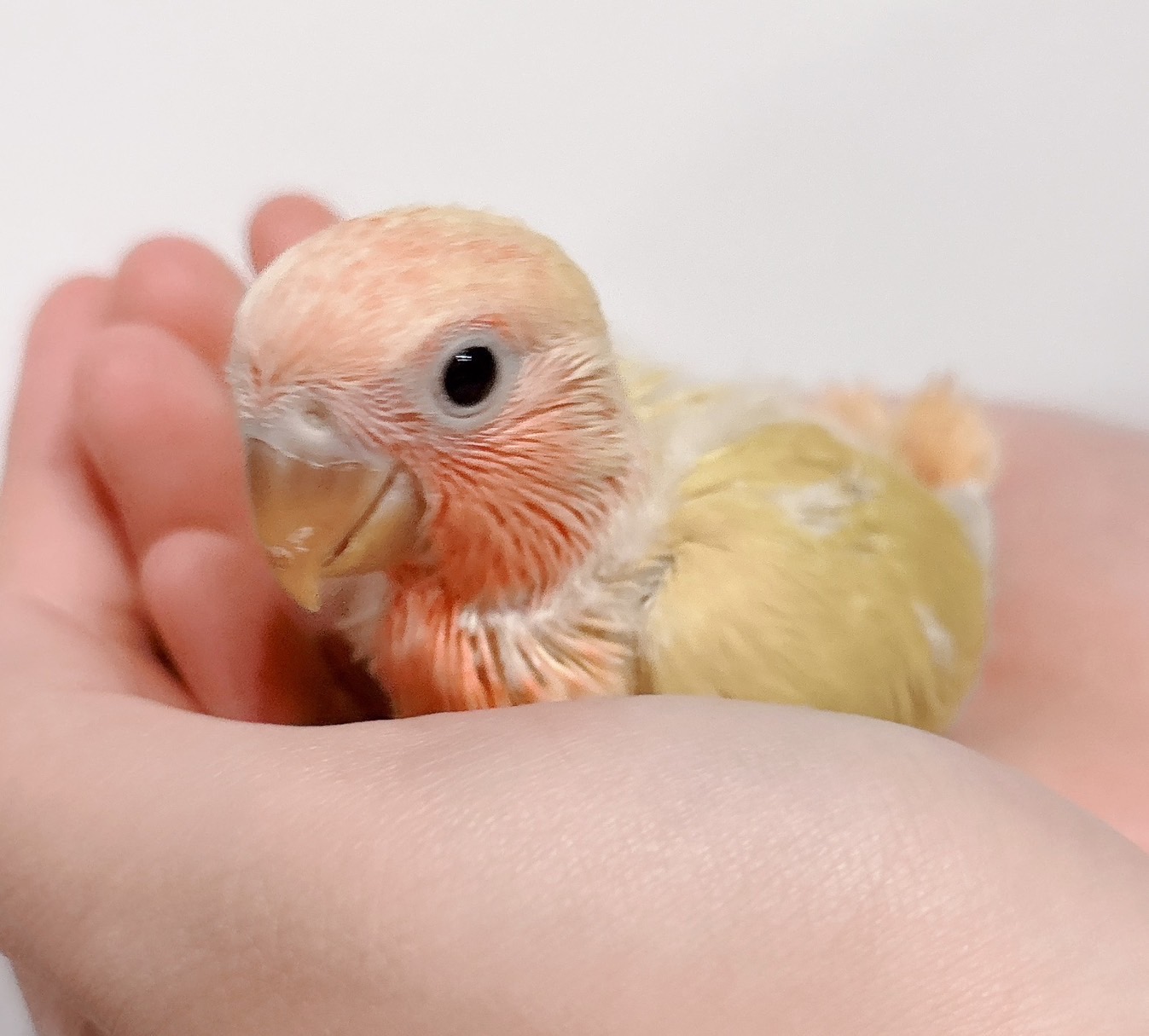 コザクラインコ ルチノー② | happybird-ハッピーバード｜山口県で小鳥