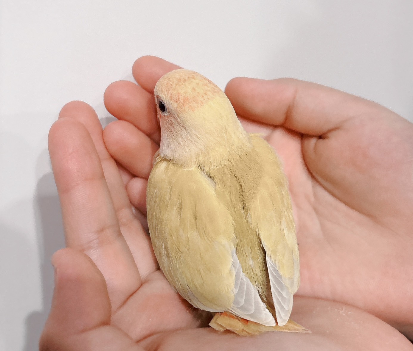 コザクラインコ ルチノー② | happybird-ハッピーバード｜山口県で小鳥