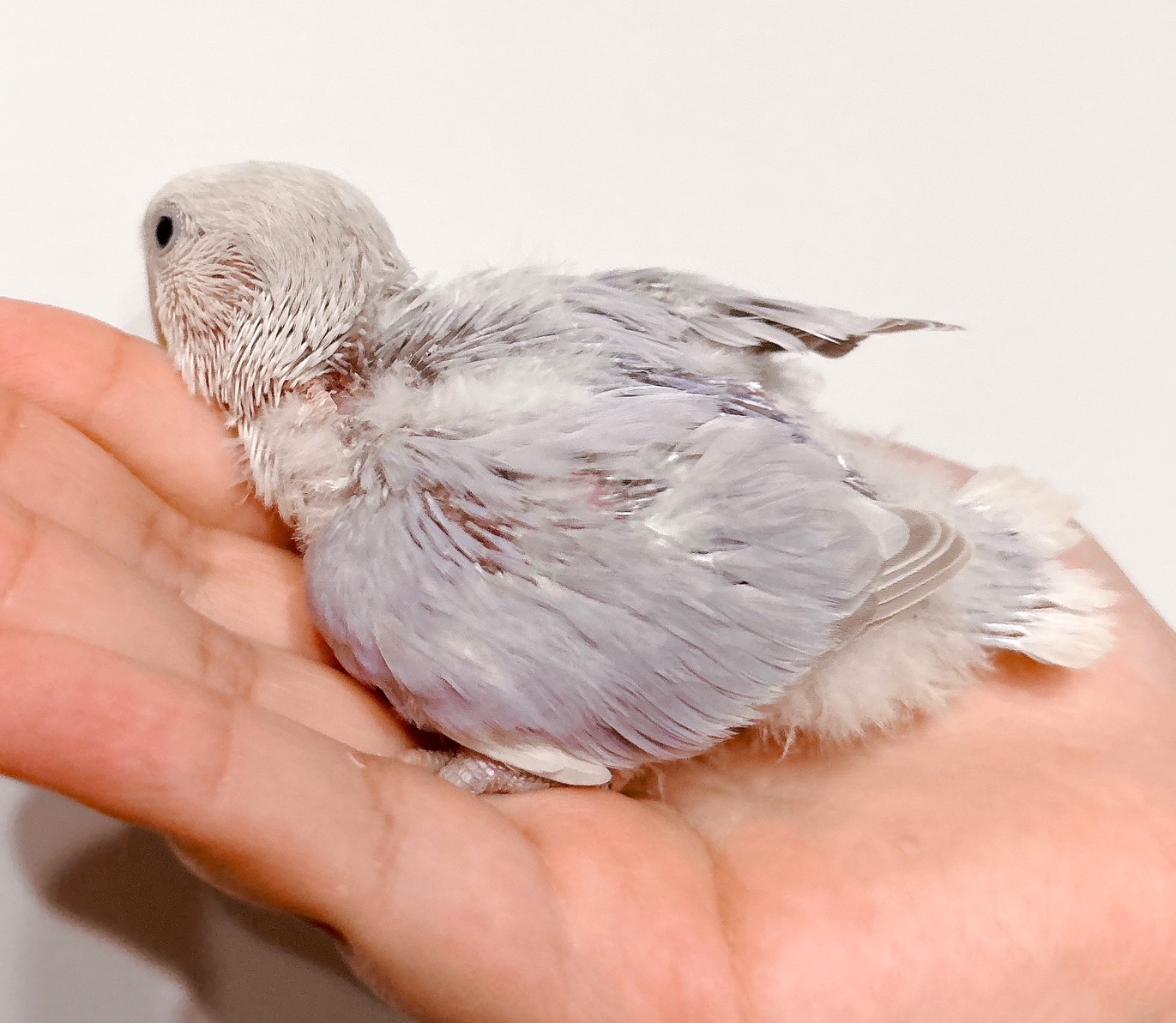 コザクラインコ バイオレットOP④ | happybird-ハッピーバード