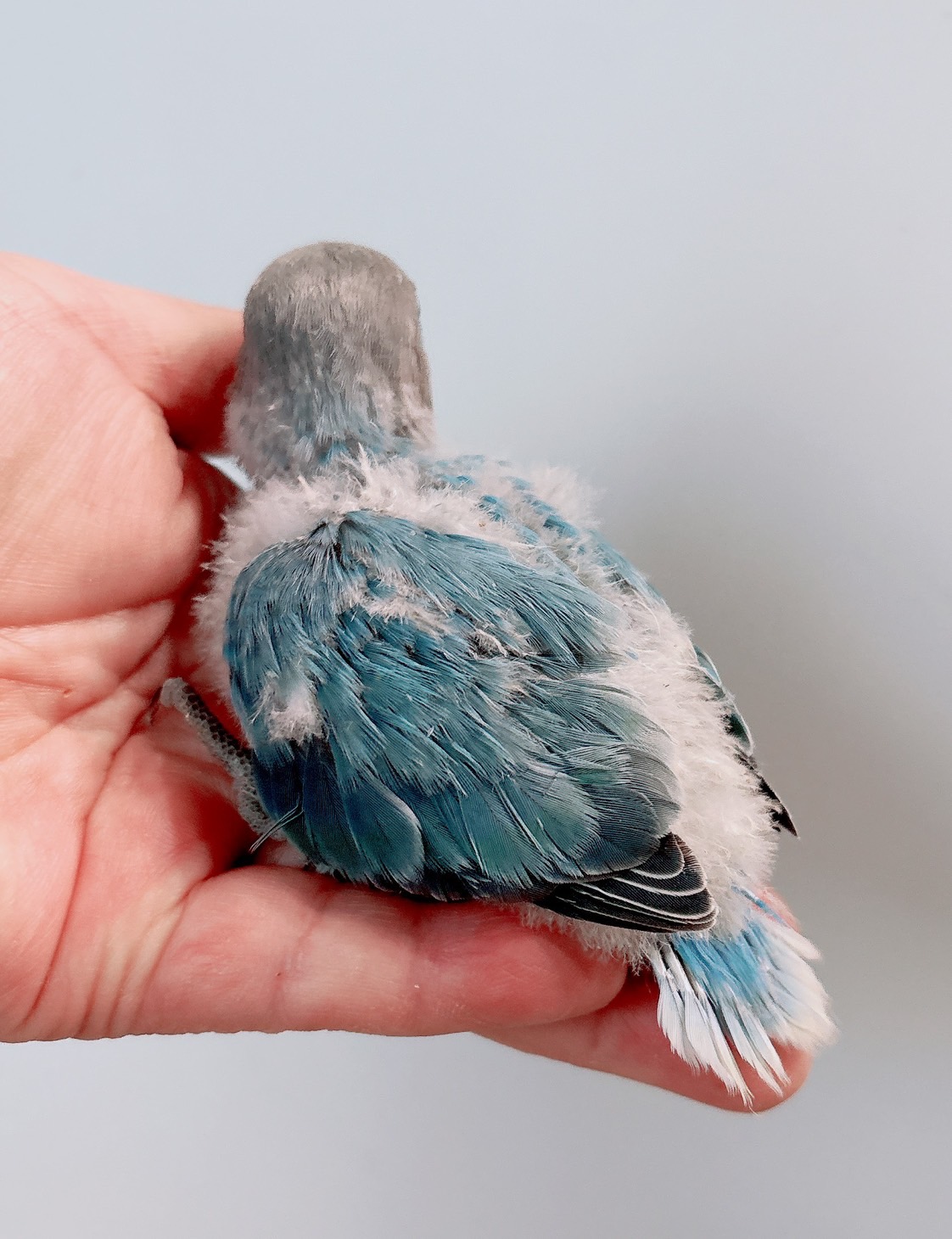 コザクラインコ ブルー系 | happybird-ハッピーバード｜山口県で小鳥を