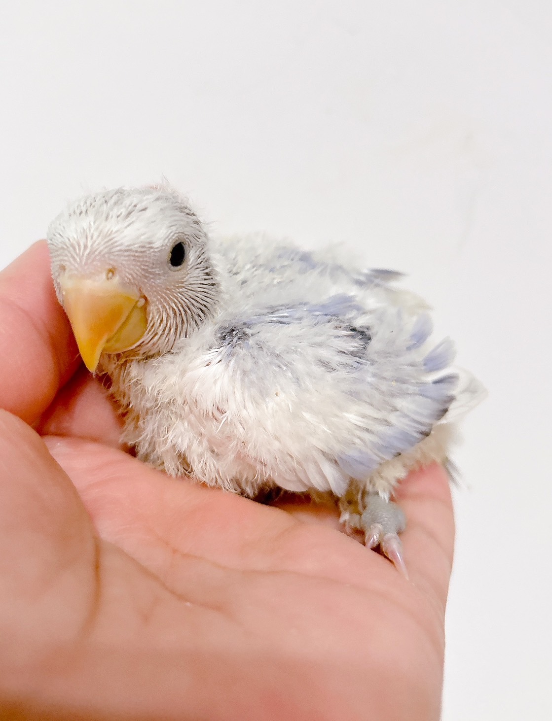 コザクラインコ ダイリュートバイオレットパイドOP | happybird