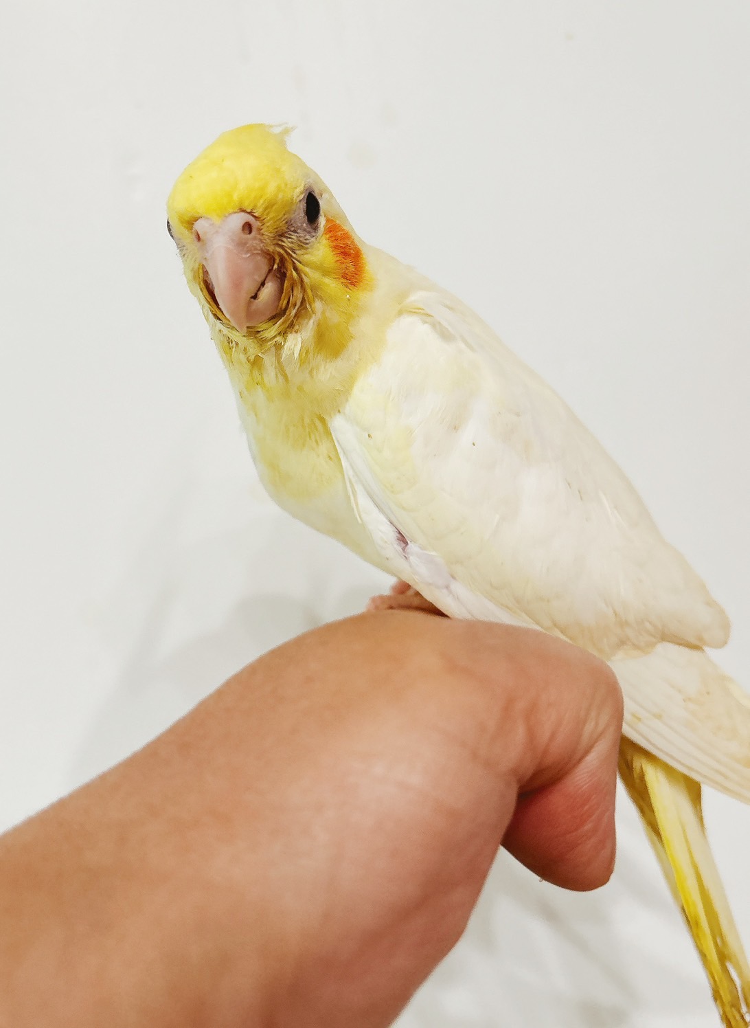 オカメインコ ルチノー② | happybird-ハッピーバード｜山口県で小鳥を