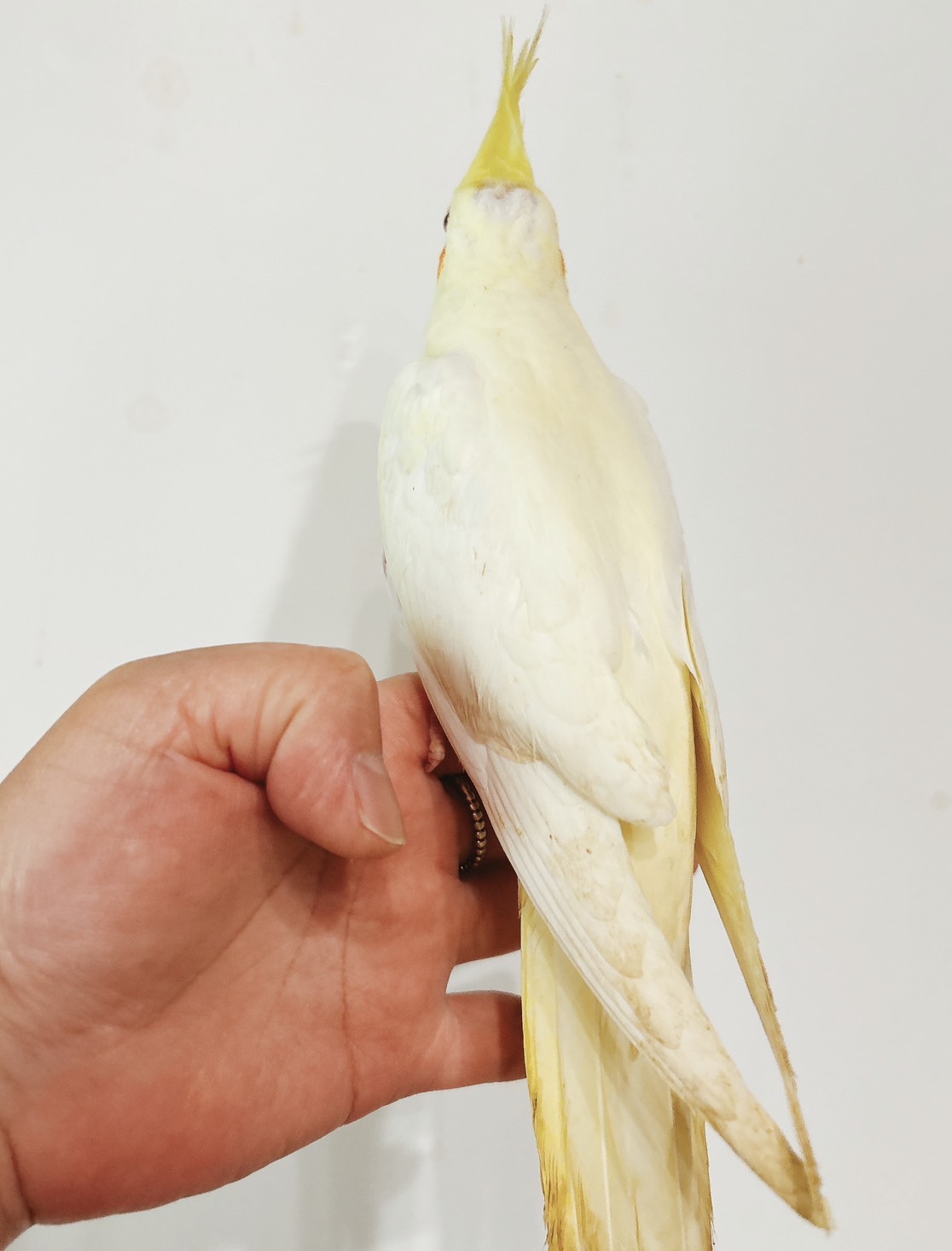 オカメインコ ルチノー② | happybird-ハッピーバード｜山口県で小鳥を