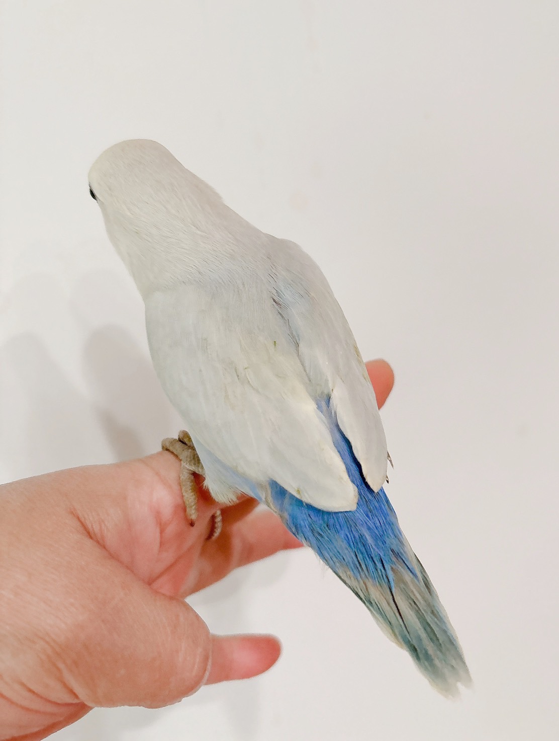 コザクラインコ パリッドターコイズシナモン① | happybird-ハッピー