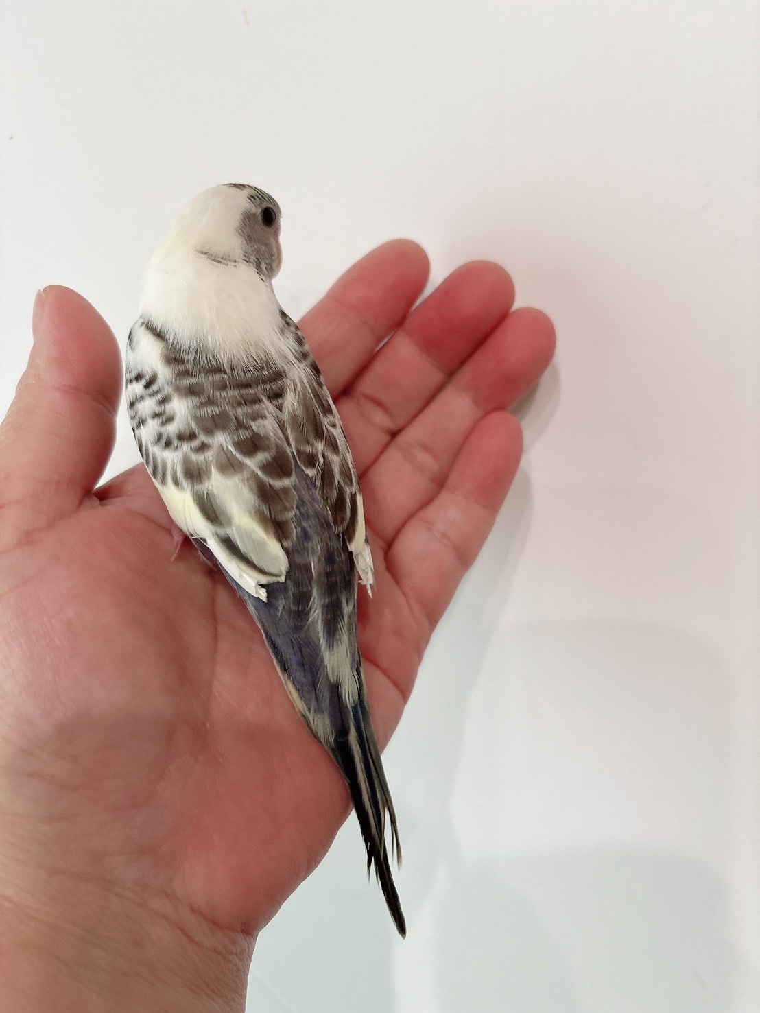 セキセイインコ 4色ハルクイン① | happybird-ハッピーバード｜山口県
