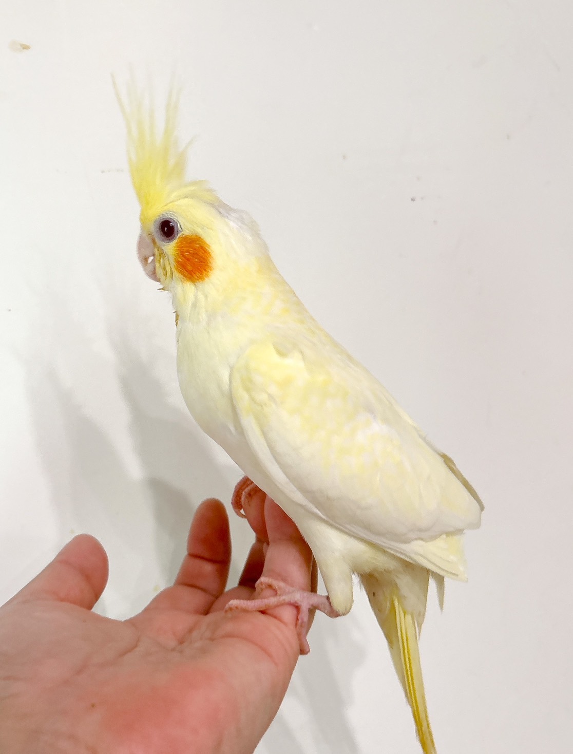 パネル生地　鳥柄　ルチノーオカメインコ　先着6枚　12/7 リアルサイズ オカメインコ ルチノ－ 濃赤目 羊毛フェルト 鳥の