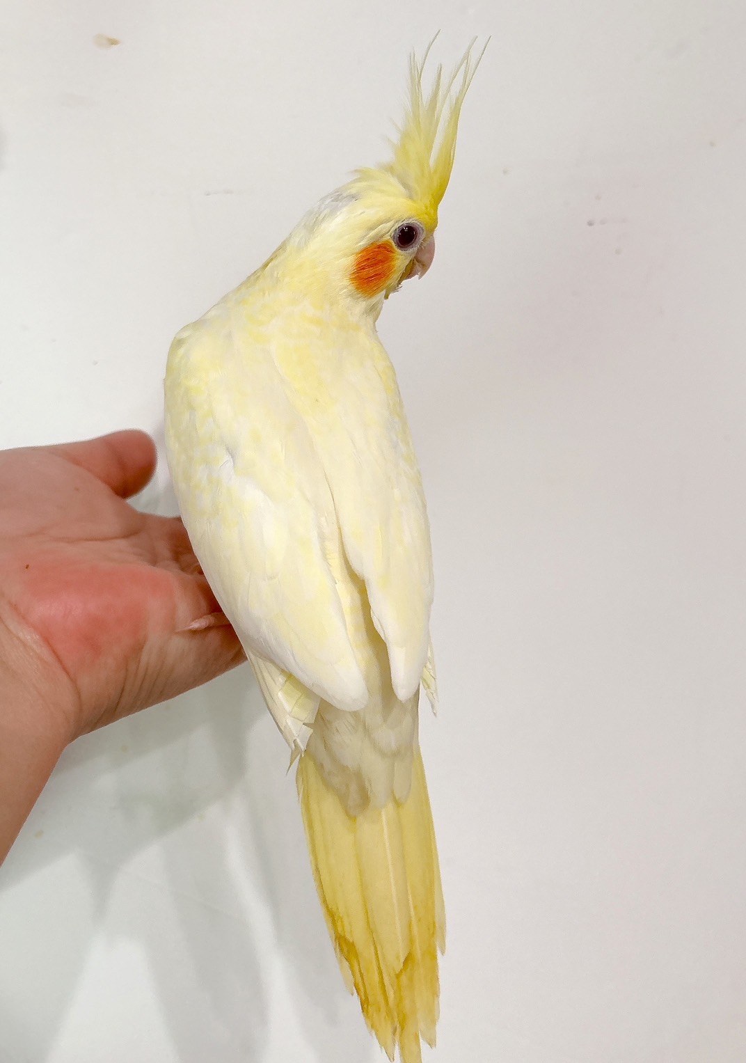 オカメインコ ルチノーパール | happybird-ハッピーバード｜山口
